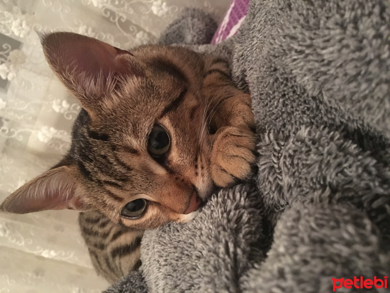 Tekir Kedi, Kedi  Çıtır fotoğrafı