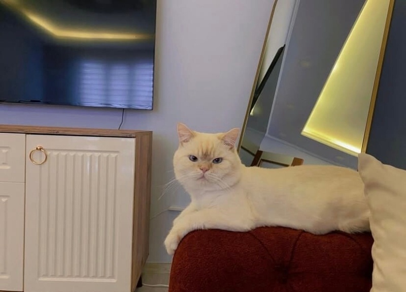 British Shorthair, Kedi  Yuki fotoğrafı