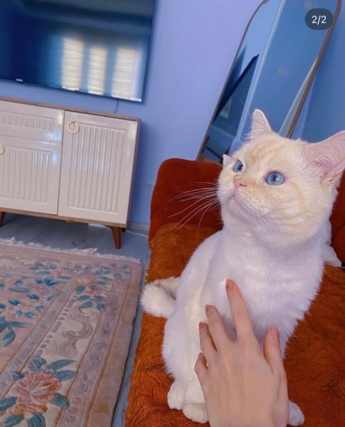 British Shorthair, Kedi  Yuki fotoğrafı