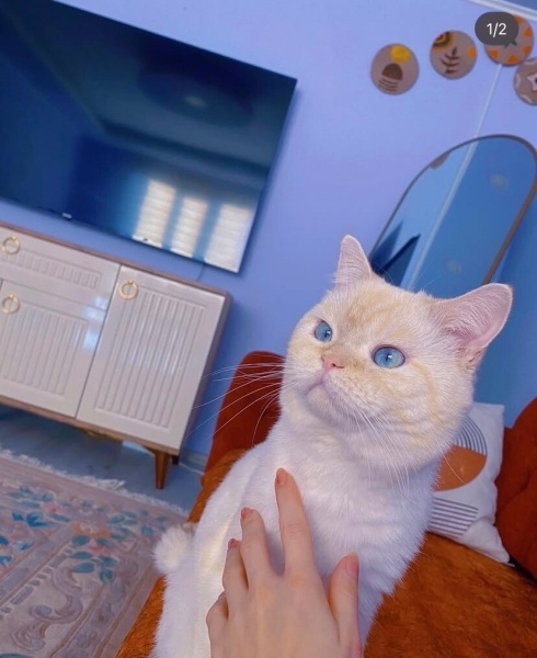 British Shorthair, Kedi  Yuki fotoğrafı