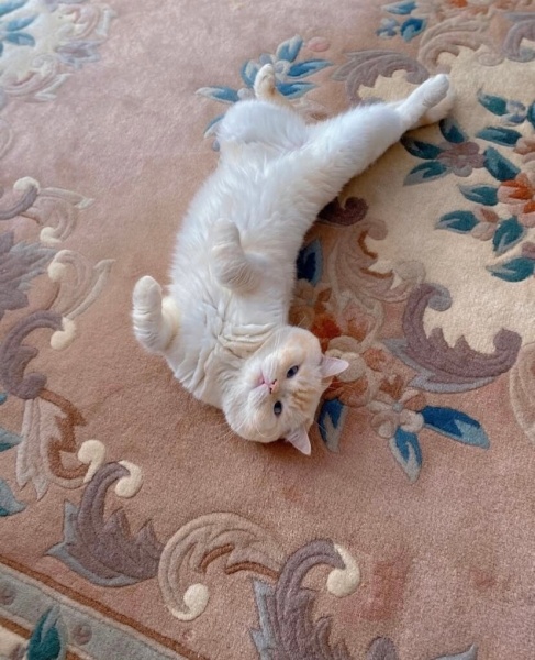 British Shorthair, Kedi  Yuki fotoğrafı