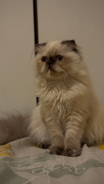 Scottish Fold, Kedi  Eyşan fotoğrafı