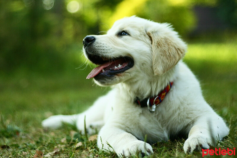 Airedale Terrier, Köpek  Dobby fotoğrafı