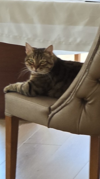 Tekir Kedi, Kedi  Neşe fotoğrafı