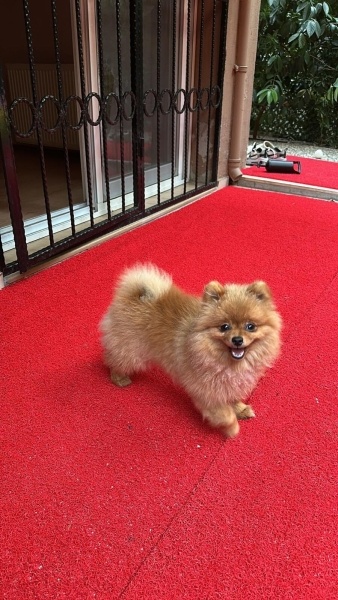Pomeranyalı, Köpek  Boby fotoğrafı