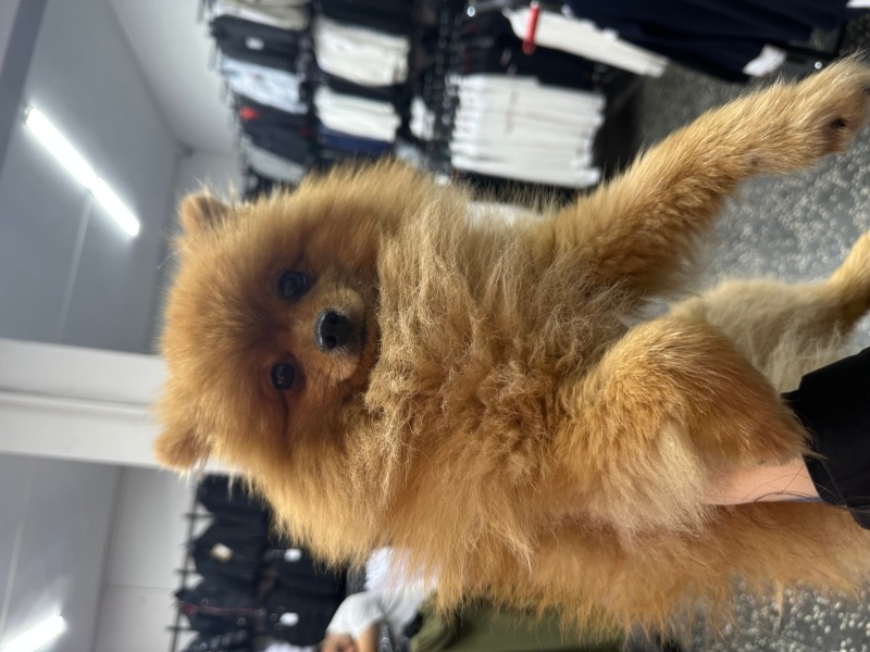 Pomeranyalı, Köpek  Boby fotoğrafı