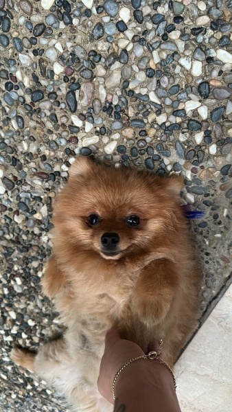 Pomeranyalı, Köpek  Boby fotoğrafı