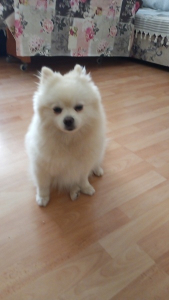 Pomeranyalı, Köpek  Şiva fotoğrafı