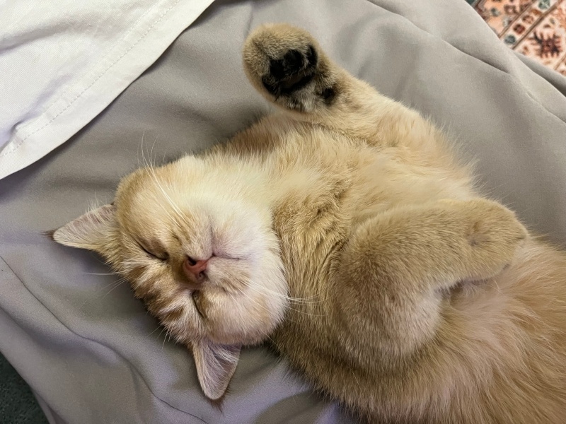 British Longhair, Kedi  Balım fotoğrafı