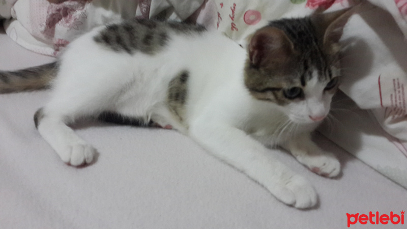 Tekir Kedi, Kedi  Miya fotoğrafı