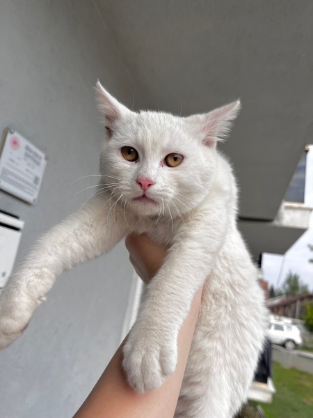Ankara Kedisi, Kedi  İsmi yok fotoğrafı