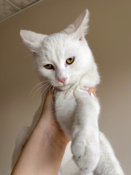 Ankara Kedisi, Kedi  İsmi yok fotoğrafı