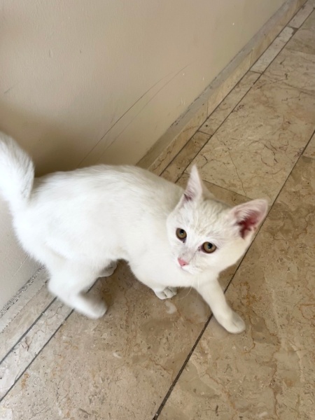 Ankara Kedisi, Kedi  İsmi yok fotoğrafı