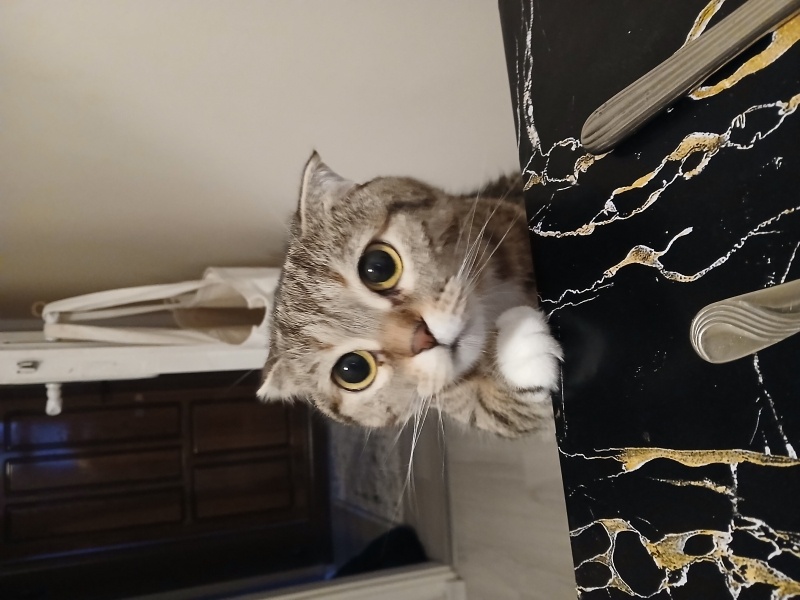 Tekir Kedi, Kedi  Sarı papatya fotoğrafı