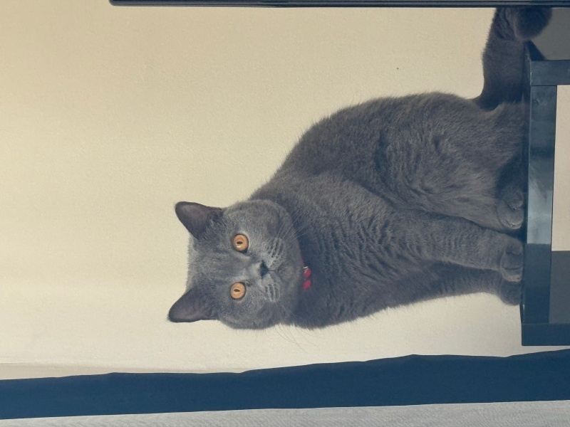 British Shorthair, Kedi  Vega fotoğrafı