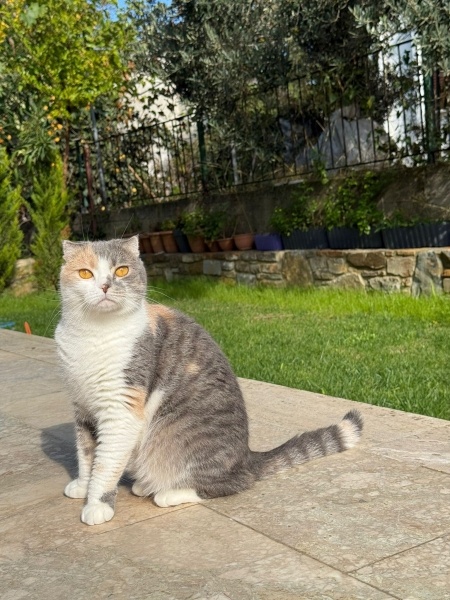 Scottish Fold, Kedi  Tomris fotoğrafı