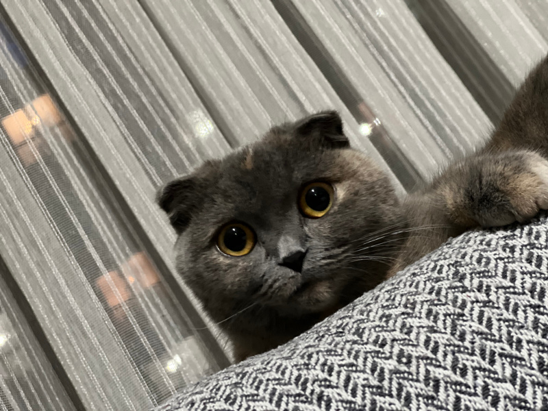 Scottish Fold, Kedi  EYŞAN fotoğrafı