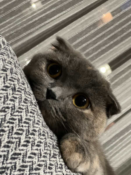 Scottish Fold, Kedi  EYŞAN fotoğrafı