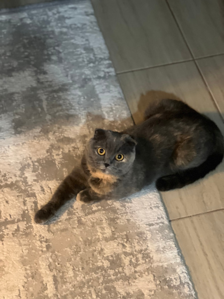 Scottish Fold, Kedi  EYŞAN fotoğrafı
