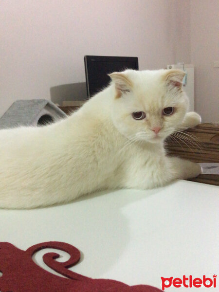 Scottish Fold, Kedi  Raskoln  fotoğrafı