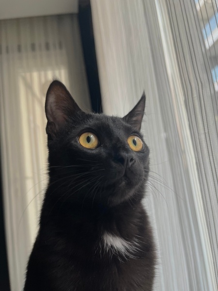Bombay, Kedi  Maya fotoğrafı