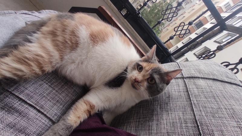 British Shorthair, Kedi  Lina fotoğrafı