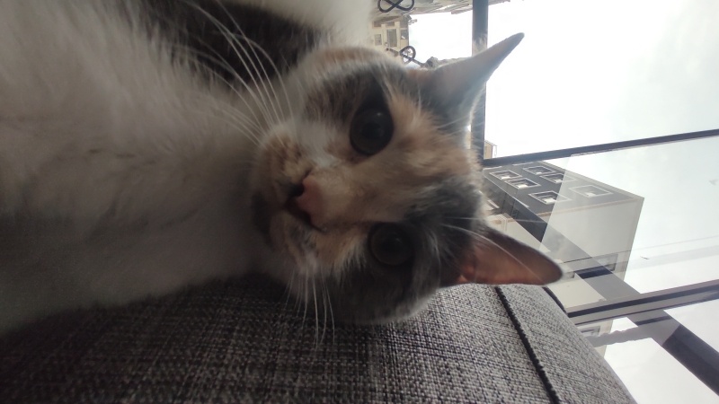 British Shorthair, Kedi  Lina fotoğrafı