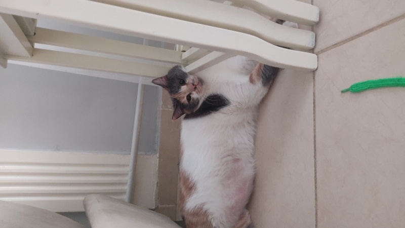 British Shorthair, Kedi  Lina fotoğrafı