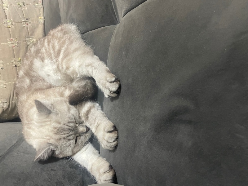 British Shorthair, Kedi  Pamuk fotoğrafı