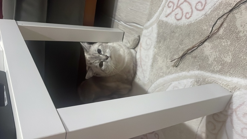 British Shorthair, Kedi  Pamuk fotoğrafı