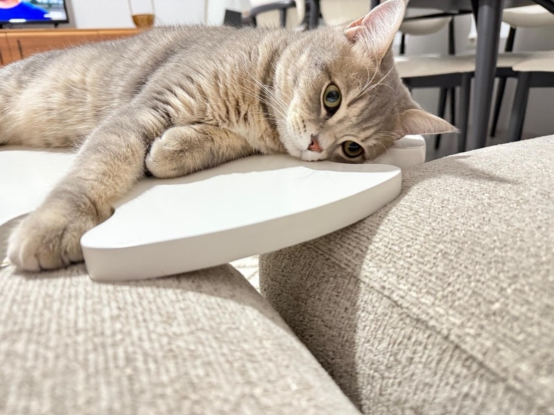 British Longhair, Kedi  Kuki fotoğrafı