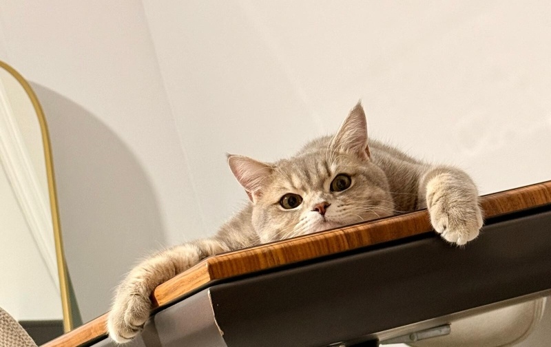 British Longhair, Kedi  Kuki fotoğrafı