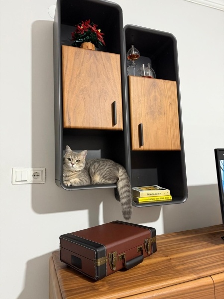British Longhair, Kedi  Kuki fotoğrafı