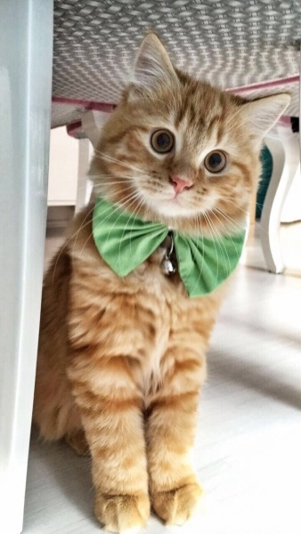 Sarman, Kedi  Bejlül fotoğrafı