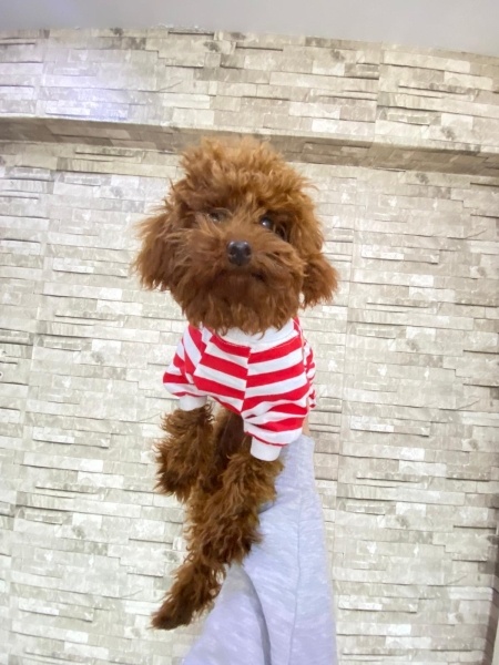 Poodle (Minyatür Kaniş), Köpek  Bobi fotoğrafı