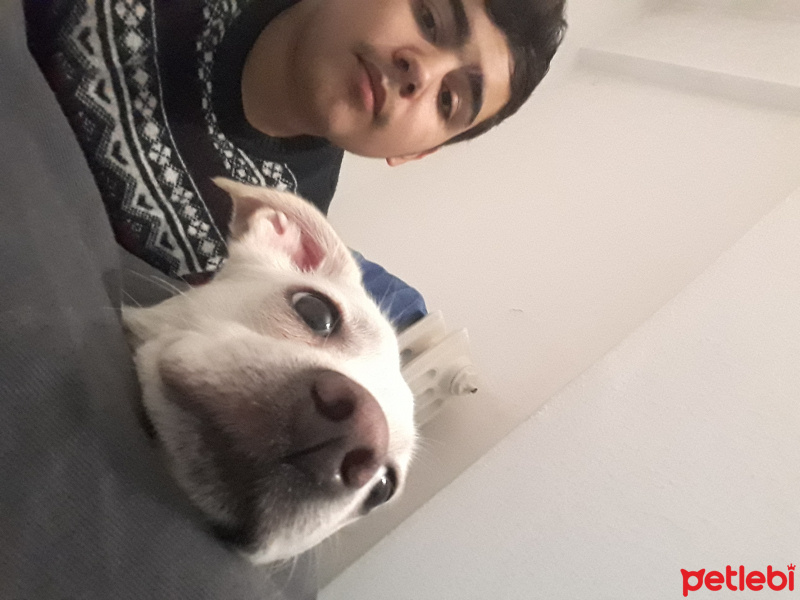 Chihuahua, Köpek  Elsa fotoğrafı