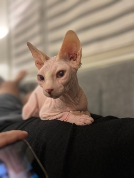 Sphynx, Kedi  Dobby fotoğrafı