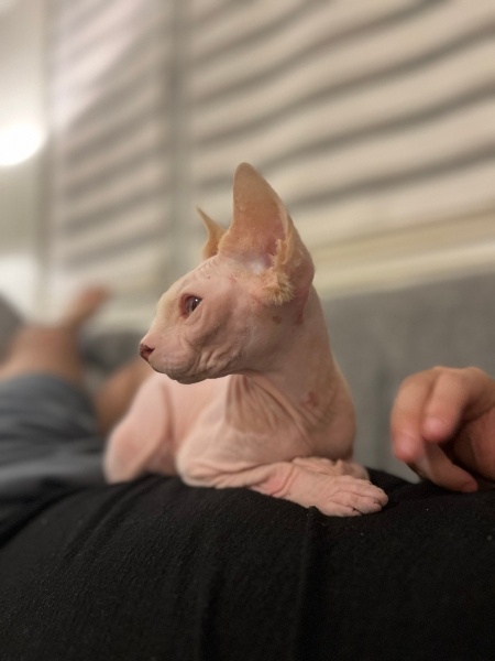Sphynx, Kedi  Dobby fotoğrafı