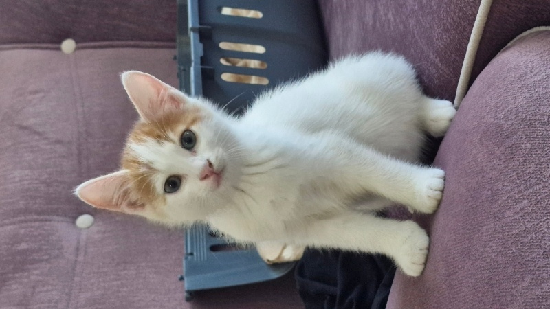 Tekir Kedi, Kedi  Maya fotoğrafı