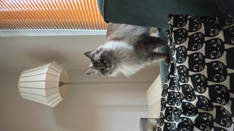 Himalayan, Kedi  Köpük fotoğrafı