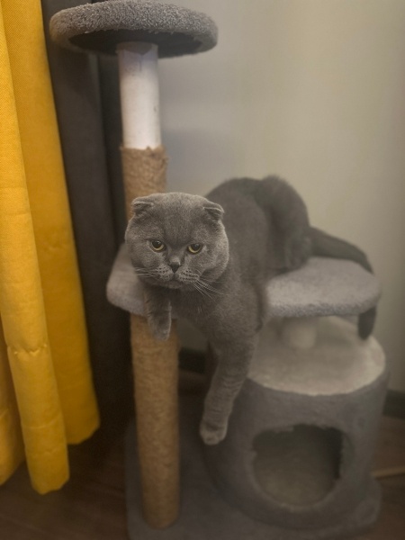 Scottish Fold, Kedi  Baron fotoğrafı