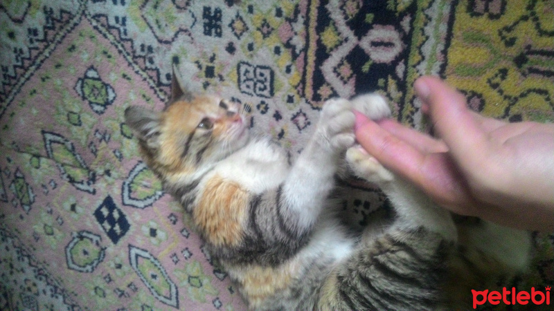 Tekir Kedi, Kedi  Miya fotoğrafı