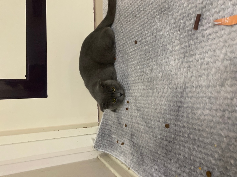 British Shorthair, Kedi  Gece fotoğrafı