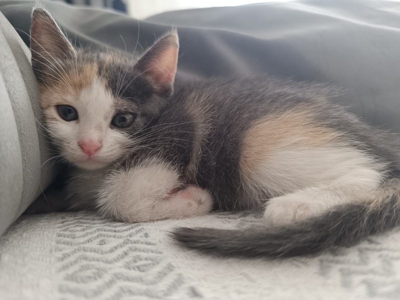 Tekir Kedi, Kedi  Mila fotoğrafı