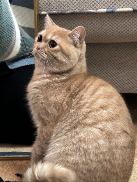 British Shorthair, Kedi  Tarçın fotoğrafı