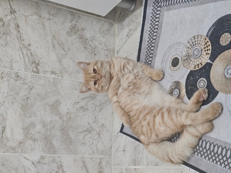British Shorthair, Kedi  Tarçın fotoğrafı
