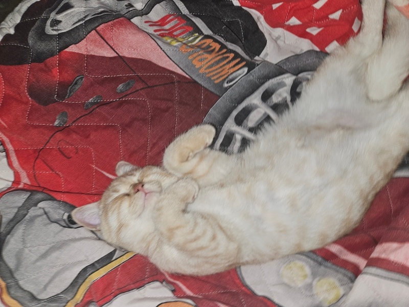 British Shorthair, Kedi  Tarçın fotoğrafı