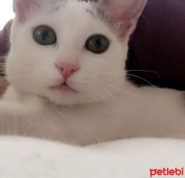 Tekir Kedi, Kedi  Daisy Şila fotoğrafı