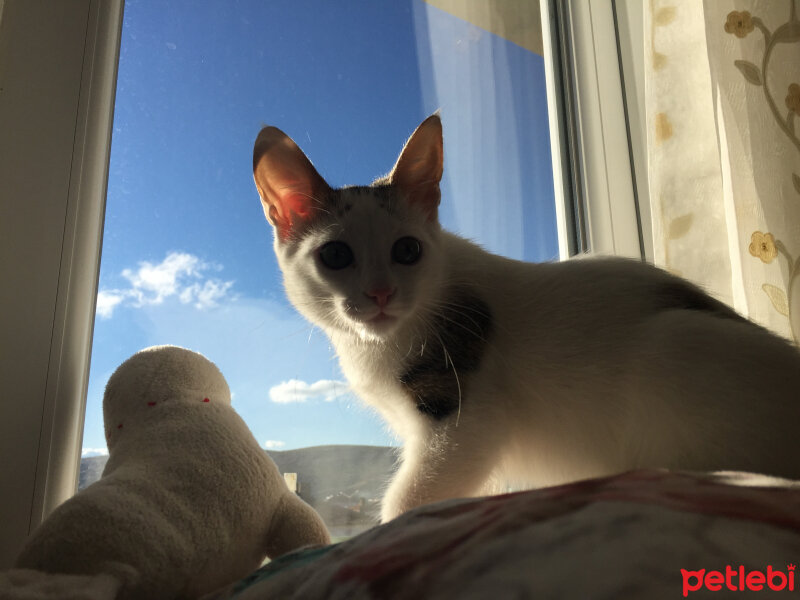 Tekir Kedi, Kedi  Daisy Şila fotoğrafı