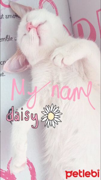 Tekir Kedi, Kedi  Daisy Şila fotoğrafı